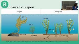 Seagrass - LIFE Recreation ReMEDIES Project