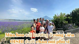 Review hoa oải hương ở công viên OISHI dưới chân núi phú sĩ 大石公園