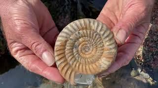 Fossil Hunting At Lyme Regis Beach In Dorset - Jurassic Coast, UK