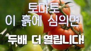 토마토모종을 상토에 심의면 왜 실패할까요?