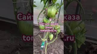 ЗАКАЗАТЬ СЕМЕНА: https://tomatboris.ru/?ysclid=ln76xla4la47180728