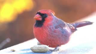 Top 10 Smallest Birds in the World and Their Unique Habitats