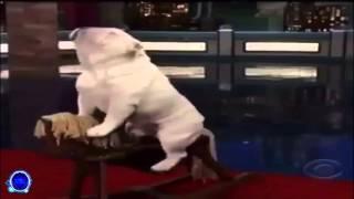 Bulldog Riding Rocking Horse - Twitter Video Version (Song: Africa by Toto on CBS)