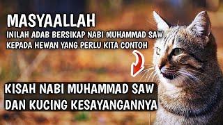 KISAH NABI MUHAMMAD SAW ||  KUCING KESAYANGAN NABI @akudanmocci