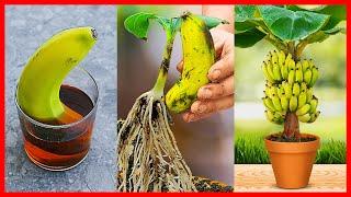How to Grow Banana Tree From Banana  New gardening method