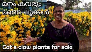 Cat's claw plants caring and sale of plants