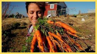 Harvesting Carrots No talking