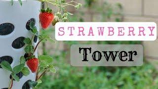 Strawberry Tower using a $7 laundry basket