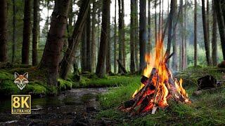 Soothing forest ambience by the crackling campfire and small stream.