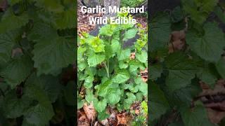 Wild Edible Garlic Mustard