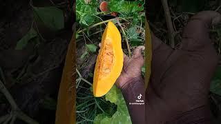 Pumpkin Thief (Guyanese)