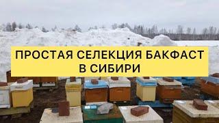 Простая селекция Бакфаст в Сибири