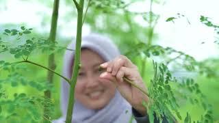 Wirausaha Baru Produksi Moringa