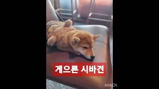 오은영 박사가 분석한 게으른 시바견 #시바견 #강아지 #오은영 #누어있어오