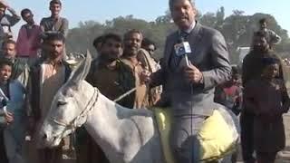 Reporting at its peak, right on a donkey