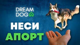 Команда Неси  Научить собаку приносить игрушку по команде Апорт  Как приучить щенка нести в руку 