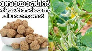 ശരിക്കും ഏതാണ് സോയാബീൻ | Facts about soya bean and soya chunks malayalam | soybean recipe malayalam