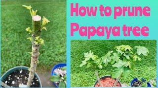 How to prune a Papaya tree (indoor & outdoor papaya), the result is Amazing!!#pruning #papayatree