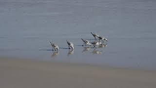 A Group of Sanderlings Foraging Along the Shoreline, Outer Banks, NC