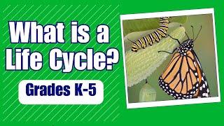 What is the Life Cycle - More Real World Science on Harmony Square
