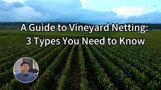 A Guide to Vineyard Netting: 3 Types You Need to know