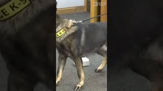 New Kirksville K9 officer steals the show at city council study session #short