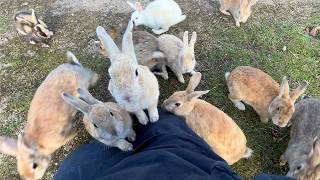 A whopping 600 rabbits! Trip to Japan's Amazing Rabbit Island