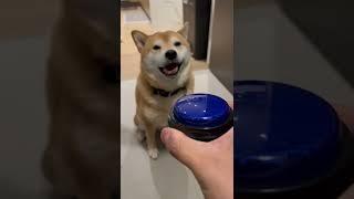 Teaching your Shiba to speak except mine is rude.