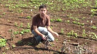 Basil Pinching how-to from Territorial Seed Company