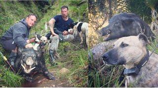 Wild Boar Hunting with dogs in Taranaki, New Zealand