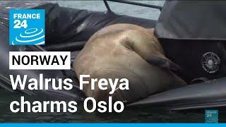 Boat-bending walrus visitor makes a splash in Norway • FRANCE 24 English