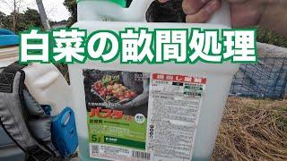 晩生の白菜の畝間に除草剤散布2023.10.3#1377