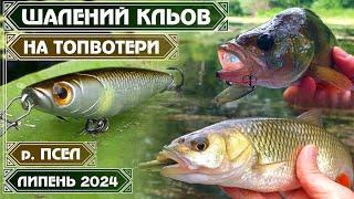 ШАЛЕНИЙ КЛЬОВ на ПОВЕРХНЕВІ ПРИМАНКИ у РОЗПАЛ ЛІТА 2024. Сплав по р. ПСЕЛ на СУМЩИНІ. ВОЛКЕР ВБИВЦЯ