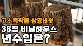 고소득작물 상황버섯 - 36평 비닐하우스에서 년 수입을 얼마나 올릴까요?