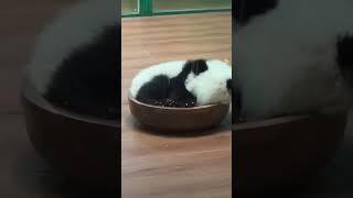 一碗妹猪想端走 #panda#大熊猫 #熊猫 #giantpanda #pandachina #pandas #大熊猫妹猪 #熊猫宝宝 #cutepanda #国宝熊猫 #国宝大熊猫 #国宝不愧是国宝