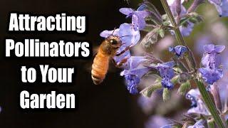 A Blooming Haven: Tips for Attracting Pollinators to Your Garden