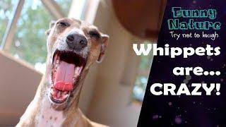 Whippet compilation - Whippet is the new Shibe - Funny Nature