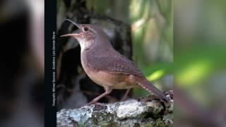 Guía Sonora de Aves - Alto San Miguel: Troglodytes aedon, Cucarachero Común