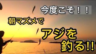 【朝マズメでアジ釣り】どうしてもアジを釣りたくてリベンジ！アジの爆釣れ！？《美味しいアジフライにするまでをご紹介します》