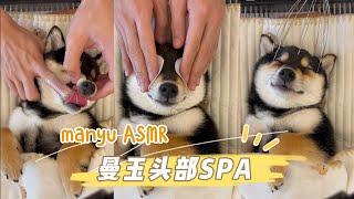 曼玉manyu头部spa，每周清洁ASMR  #柴犬 #多巴胺 #豆柴 #抖音 #柴犬可愛い