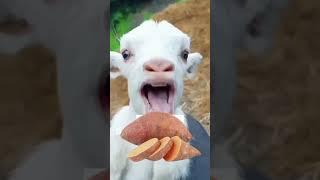 So Cute Beautiful Goat Baby Eating Sweet Potato   For Afternoon Dinner ️