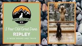 NorthEast PA Dog Trainers l Ripley, 1 Year Old Great Dane l MAK9 Academy