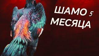 О Шамо в возрасте 5 месяца. Молодые петушки и курочки в хозяйстве О Шамо Тбилиси Грузия