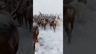 Пастух гонит оленей. #deer #reindeer #north #nomads #arctic