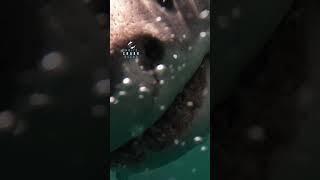 Cheeky Young Great White Shark Comes To Investigate