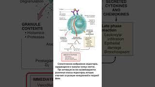 Дегрануляция тучных клеток и медиаторы аллергического воспаления #аллергия #гистамин