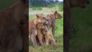 Tiger pariwar/animals/wildlife#facts#factsshorts#bigcats#bigcatswildlife