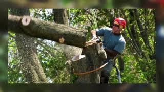 Andy's Tree Service