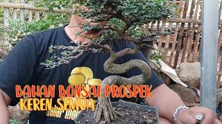 lihat bahan bonsai kali ini !!  keren semua