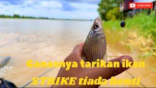 MANCING IKAN TAWES DISUNGAI MAHAKAM!! PANEN STRIKE TIADA HENTI